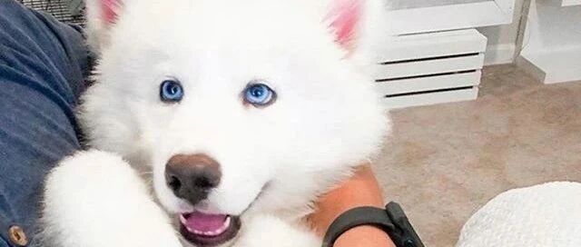 小哥养了一只纯白色的哈士奇，本以为是个软萌小可爱，可长大后……