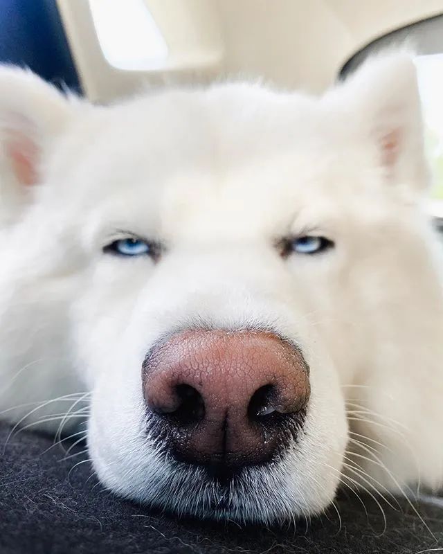 又有网友上当了哈士奇很可爱很甜眼神出卖了你