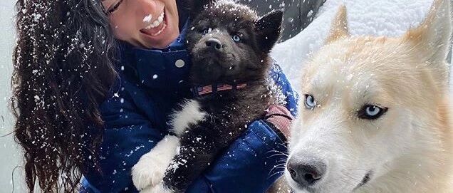 主人抱回家一只黑脸二哈，“老大”看了一脸不屑：哪里来的丑东西