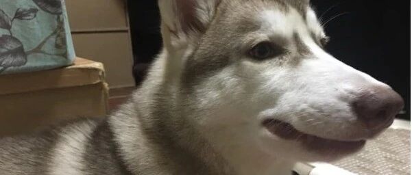 二哈调皮把蜜蜂一口吞下，结果一秒变香肠嘴，狗砸懵掉：麻！我的嘴咋了……