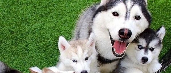 说二哈不会带娃的，你们是没有看见这样的哈士奇！