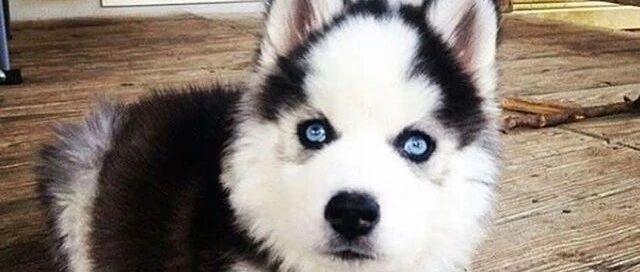 “三把火”已经过时了，据说现在流行“地中海”哈士奇！