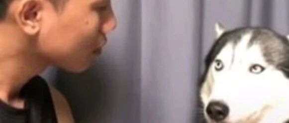 突然被爸爸熊抱，二哈一脸震惊：你是不是有病？