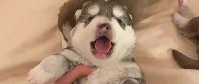 网友抱回家一只二哈宝宝，本以为到了新环境它会不适应，可结果……