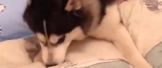 二哈第一次见到自己的孩子，盯着看了5秒……接下来的举动笑到肚子疼