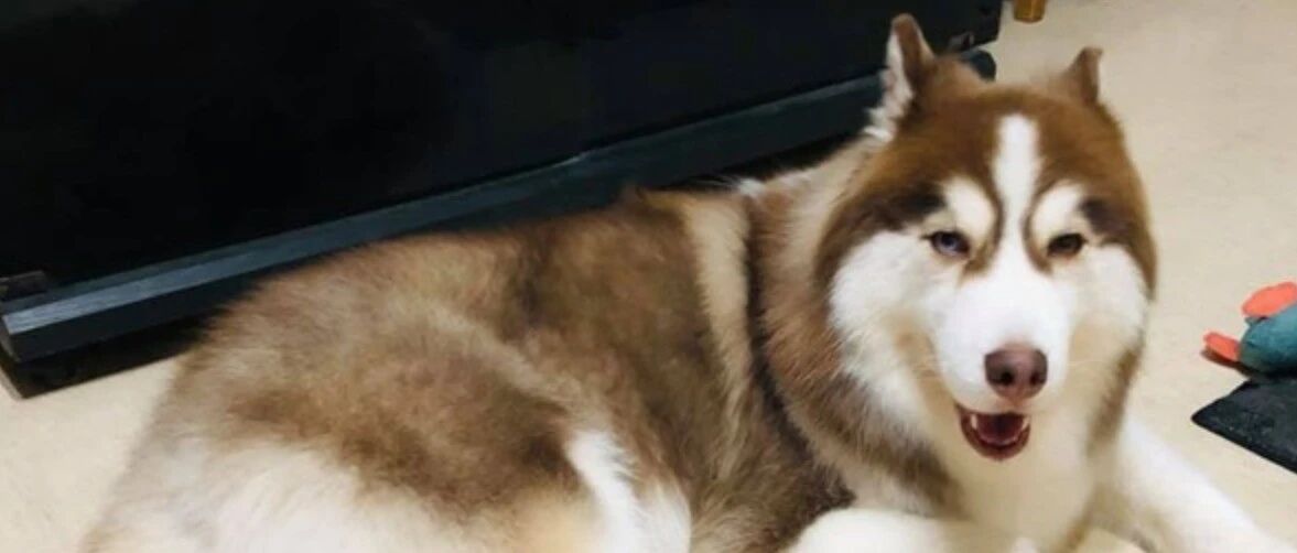 尾巴被美容师修成“小浣熊”，二哈不乐意了：你让其它狗怎么看我？