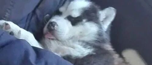 网友领养了一只小二哈，本以为它会很开心，可带回家以后……