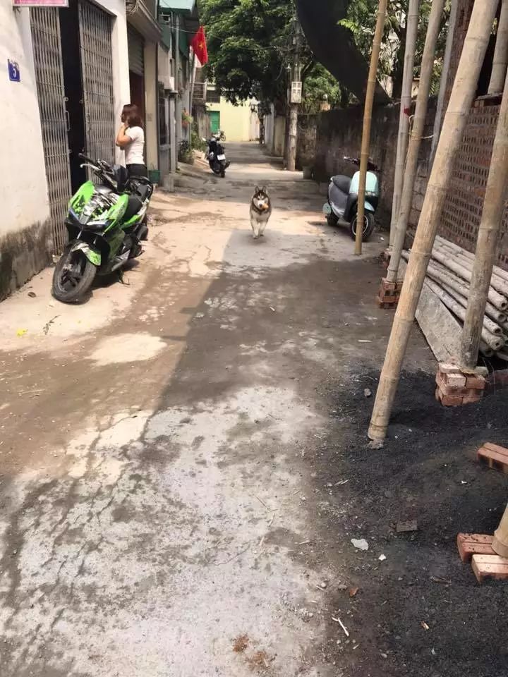 狗子搶了小男孩的麵包，被追了整條街，結果… 寵物 第3張