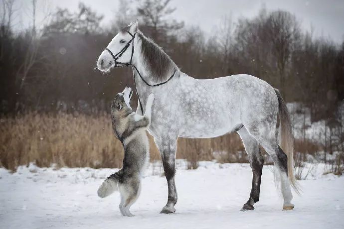 哈士奇和馬一起拍雪地寫真，這是什麼神仙組合？ 未分類 第6張