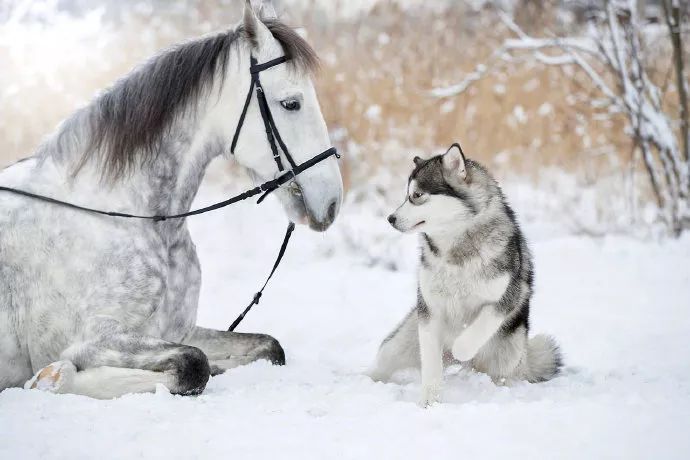 哈士奇和馬一起拍雪地寫真，這是什麼神仙組合？ 寵物 第4張