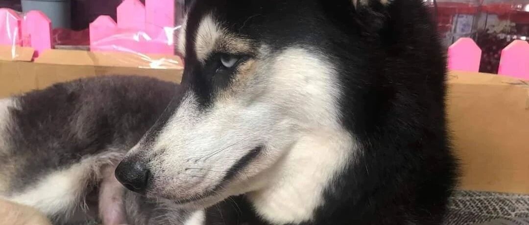 醒来发现身边多了几只奶狗，二哈一秒变脸，这眼神也太犀利了……