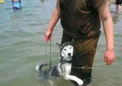 狗不是天生會遊泳，別再把鮮活的生命丟下水了！ 未分類 第2張