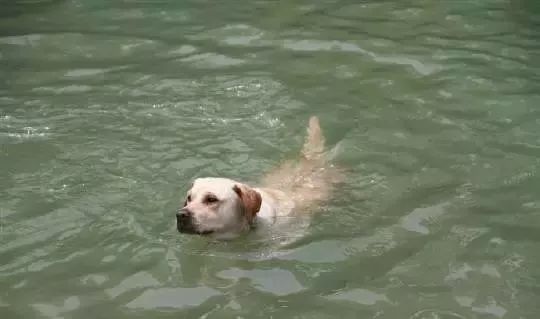 狗不是天生會遊泳，別再把鮮活的生命丟下水了！ 未分類 第3張