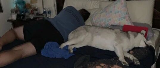 网友半夜去了躺厕所，中途遇见二哈，再回来一看，就崩溃了……