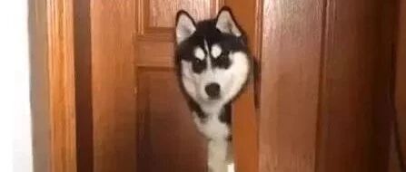 网友兴冲冲带了一只二哈回家，结果没想到，自己的苦日子就这样开始了……