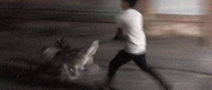 网友不听劝，非要带着2只二哈一块出门，结果……刚出门就哭了