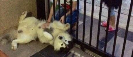 网友养了一只二哈看家，结果这货每天在门口撩拨路人：嗨，撸狗吗？