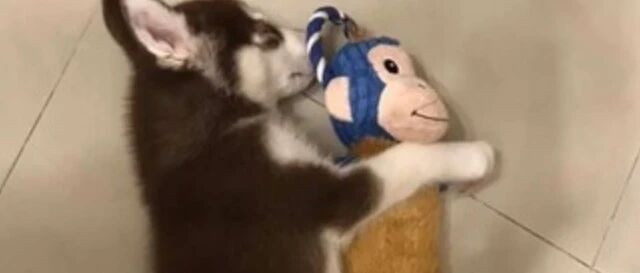 主人晒二哈长大前后对比照，网友惊讶地发现：怀里的玩具竟然还在！