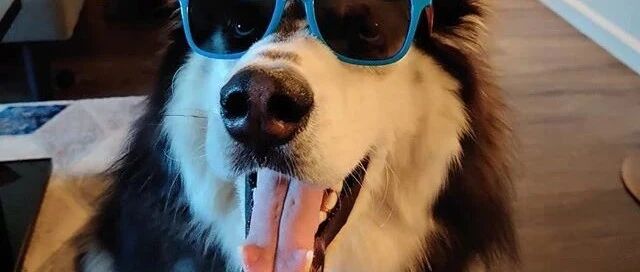 本以为要去公园，结果却去了医院，二哈的表情……反差太大了！