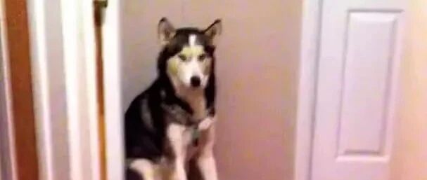 萌娃被吸尘器吓哭，转头去抱二哈，结果被这货的反应萌翻了……