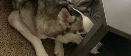 网友家的二哈忽然变得闷闷不乐，但发现原因之后……笑疯了