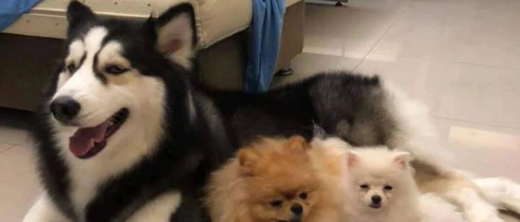 家里有萌娃的千万不能养雪橇犬，不然的话就会发生这样的一幕……