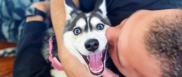 笑屎了！铲屎官每次偷亲二哈，这家伙都一脸惊恐：救命！非礼啦！