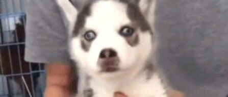 主人带小二哈去打针，它的反应……根本就是个小孩子嘛！