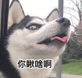 哈士奇跟柴犬懟上了，看這倆貨的表情能笑一整天！ 寵物 第9張