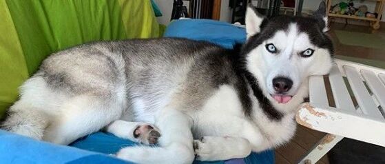 二哈看上家里的啥，啥就得散架，铲屎官瑟瑟发抖：得亏看不上我……