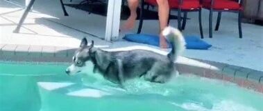 网友家的二哈每次做错事就跳游泳池，知道真相后网友笑喷了……