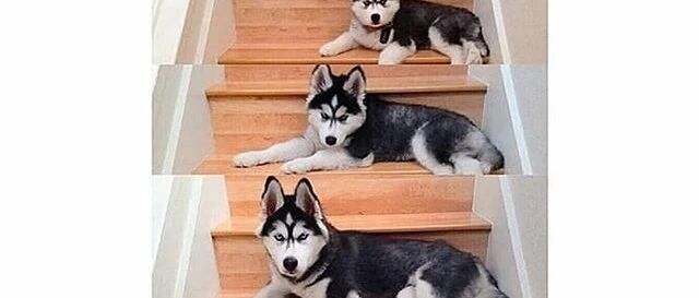 主人分享二哈的成长对比照，获大批网友点赞：太有心了！