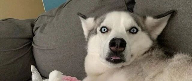 铲屎官想给二哈洗玩具，结果这货一脸惊恐：你要干嘛，别动我的崽崽……