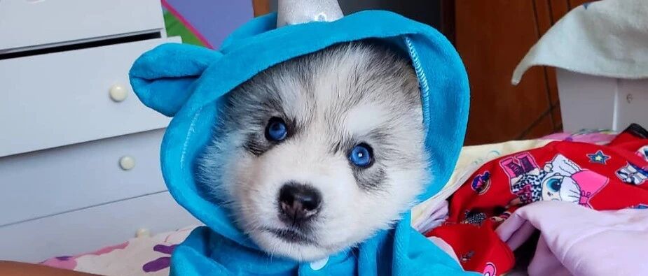 网友给家里的二哈宝宝买了件衣服，没想到穿上后……瞬间被萌翻！