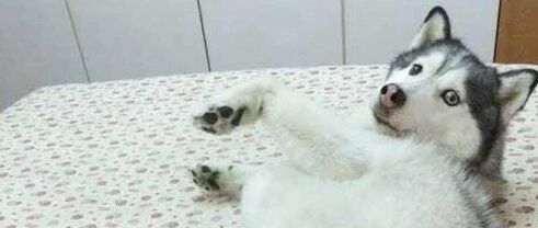 网友带着二哈出门玩，结果一眼没看见这货叼了一只“活物”回家？？！