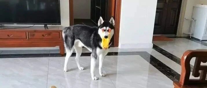 网友回家发现二哈眼睛有点奇怪，走近一看……笑到肚子疼，哈哈哈哈哈哈