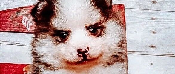 网友养了一只博美和哈士奇的混血宝宝，没想到长大后不仅腿短还秃头!