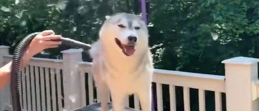 老爸第一次给家里的哈士奇洗澡，结果当场就窒息了……