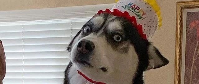 主人给二哈过生日，这货却一脸问号：忽然对我这么好，一定有诈！