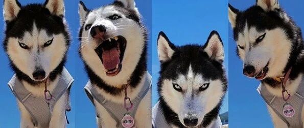 为了让二哈变得温柔，网友把它跟2只萨摩耶养在一块，没想到……