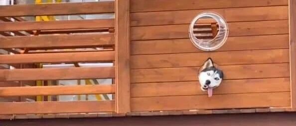 二哈假装卡墙缝里“勾引”路人，网友笑喷：报地址，我也要去被勾引下！！！