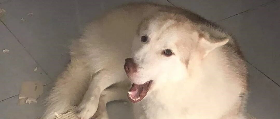 铲屎官出门玩没带狗砸，结果刚一进家门，就被骂了……