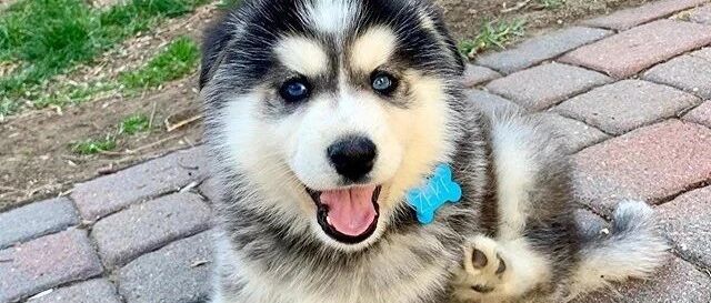 网友养了一只哈士奇，小时候特别萌，可长大后……