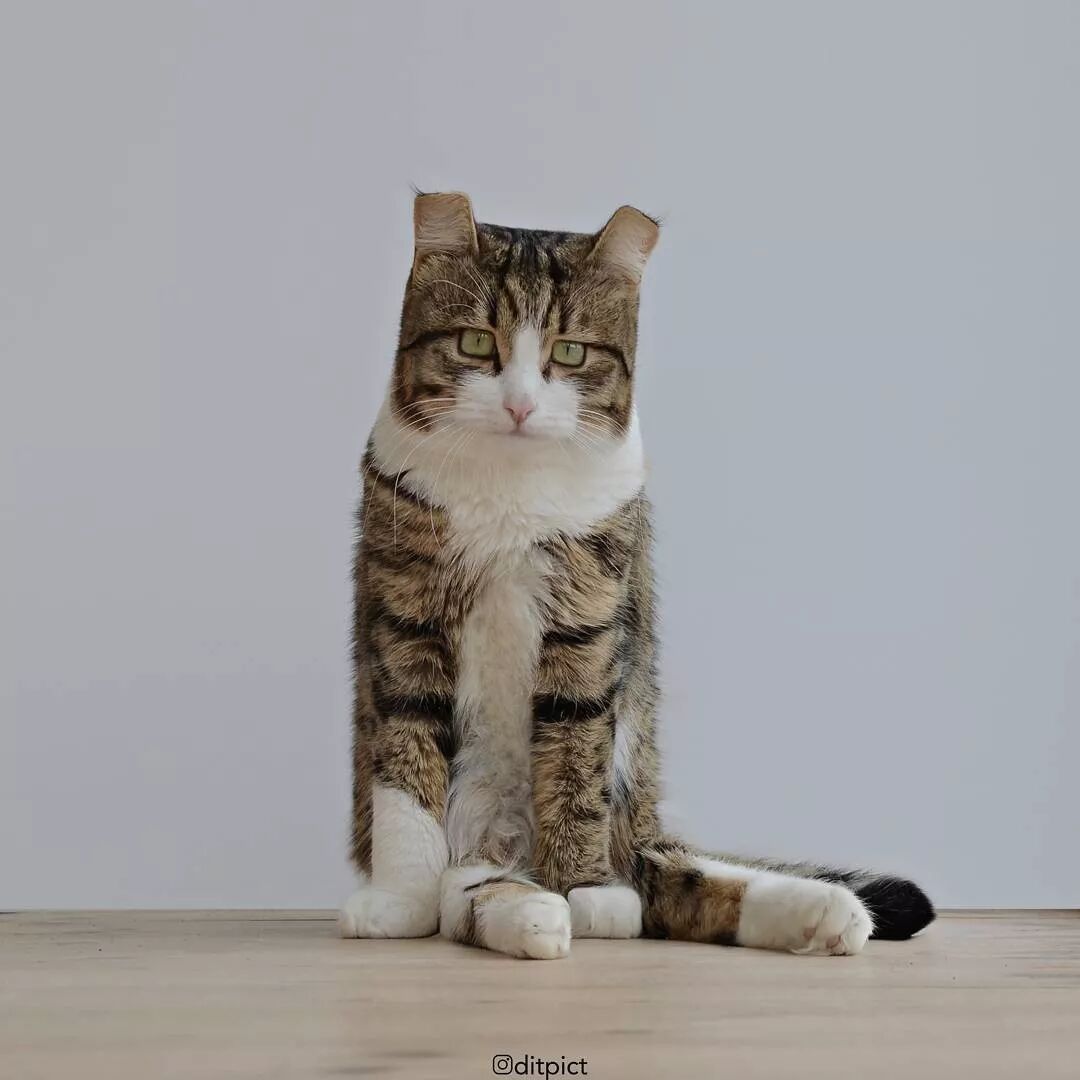 方猫 了解一下了 庞门正道 微信公众号文章阅读 Wemp