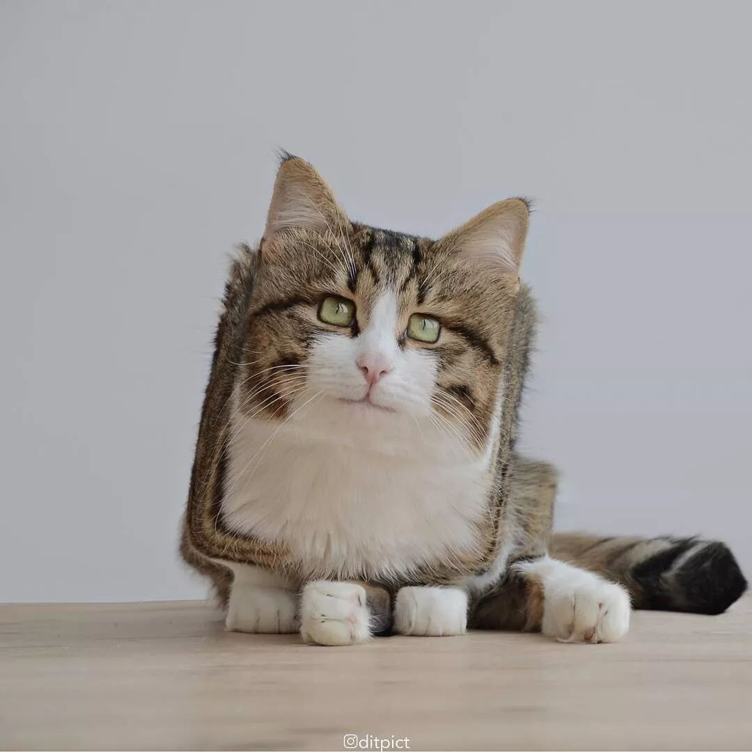 方猫 了解一下了 庞门正道 微信公众号文章阅读 Wemp