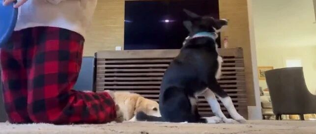 当边牧新学会一个技能后…哈哈哈这也太真实了！