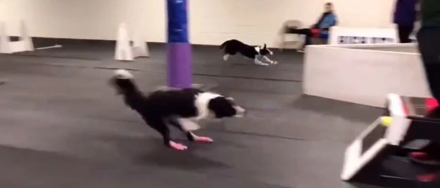 狗狗接力赛训练现场，一多半都是边牧啊…