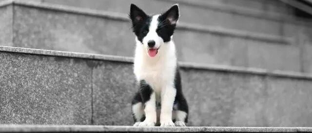 捡到边牧62天后再次遇到原主人，背后真相让人心寒