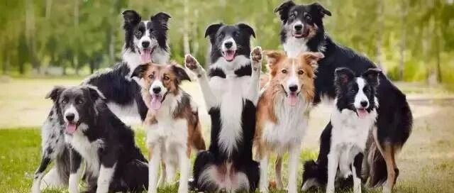 汪星球里的最强大脑——边境牧羊犬