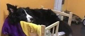 优秀的边牧都是别人家的，自家的边牧总以为自己是…